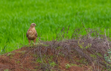 Obraz na płótnie Canvas The common buzzard (Buteo buteo) is a medium-to-large bird of prey which has a large range. A member of the genus Buteo, it is a member of the family Accipitridae.
