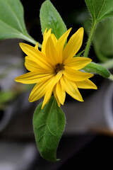 Yellow sunflower with leaf. Green leaf texture. Nature floral background. Organic botanical beauty...