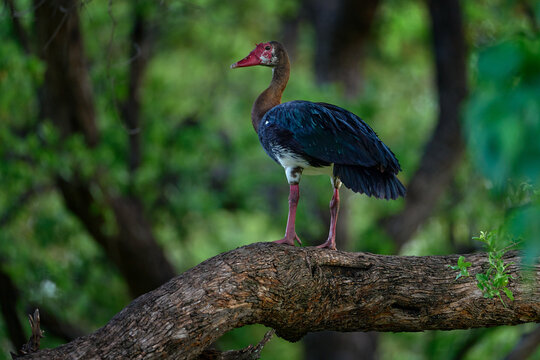 Spur-winged goose, Plectropterus gambensis, on the tree branch trunk in the green African forest. Big red blue duck in the nature habitat, Khwai river, Moremi in Botswana. Widllife Afrika, tree bird.