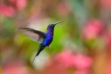 Wildlife in tropic Chiapas. Mexico. Hummingbird violet Sabrewing, big blue bird flying next to...