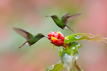 Costa Rica, Coppery-headed Emerald, Elvira cupreiceps, beautiful hummingbird from La Paz Cordillera de Talamanca, Costa Rica. Scene in tropical forest, animal in nature habitat.