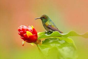 Costa Rica, Coppery-headed Emerald, Elvira cupreiceps, beautiful hummingbird from La Paz Cordillera de Talamanca, Costa Rica. Scene in tropical forest, animal in nature habitat.