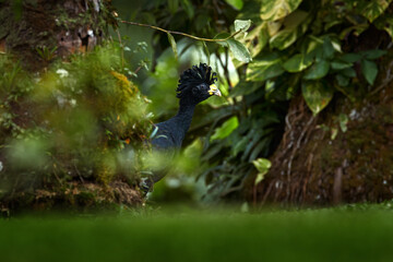 Great Curassow, Crax rubra, big black bird with yellow bill in the nature habitat, Boca Tapada in Costa Rica. Black wild bird in the forest, wildlife nature. Birdwatching in central America.