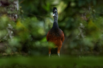 Great Curassow, Crax rubra, big black bird with yellow bill in the nature habitat, Costa Rica.