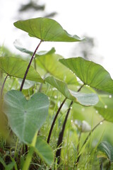 defocus abstract background of taro leaves, 