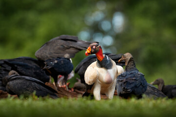 Costa Rica nature. King vulture, Sarcoramphus papa, with carcas and black vultures. Red head bird, forest in the background. Wildlife scene from tropical nature. Condors and dead cow.