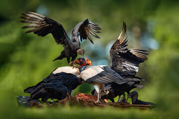 Costa Rica nature. King vulture, Sarcoramphus papa, with carcas and black vultures. Red head bird,...