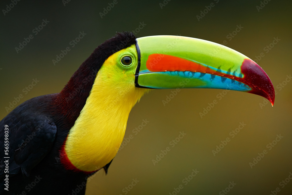 Poster mexico wildlife. keel-billed toucan, ramphastos sulfuratus, bird with big bill sitting on branch in 