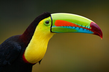 Mexico wildlife. Keel-billed Toucan, Ramphastos sulfuratus, bird with big bill sitting on branch in...