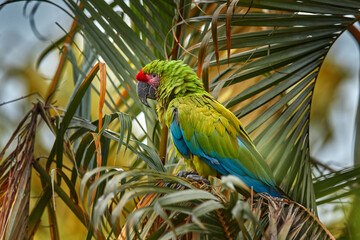 Parrot Great-Green Macaw on tree, Ara ambigua, Wild rare bird in the nature habitat, sitting on the...