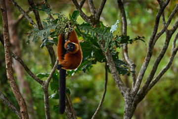 Madagascar wildlife. Red ruffed lemur, Varecia rubra, Park National Andasibe - Mantadia in...