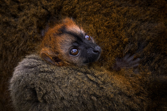 Lemur babe cub care close-up detail. Red-fronted brown Lemur,  Eulemur fulvus rufus, young portrait in the fur coat. Cute lemur family behaviour, Andasibe Mantadia NP in Madagascar. Nature wildlife.