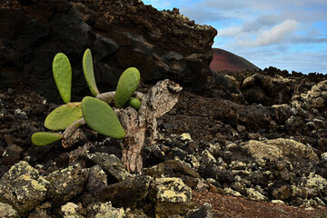 Eine alte Kaktusfeie steht in den erkalteten Lavafelder und im Hintergrund sieht man den Vulkan Caldera Colorada mi Naturpark Los Volcanes