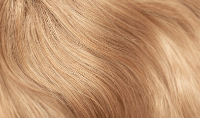 Blond hair close-up as a background. Women's long blonde hair. Beautifully styled wavy shiny curls....