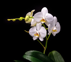Fototapeta na wymiar A branch of a white orchid with flowers, buds and leaves on a black background. Isolate