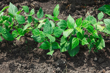 Bean plants in the garden