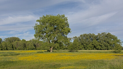Tree in a sunny meadow with many  yellow wildflowers with a forest behind in bourgoyen nature reserve, Ghent, Belgium