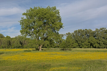 Tree in a sunny meadow with many  yellow wildflowers with a forest behind in bourgoyen nature reserve, Ghent, Belgium