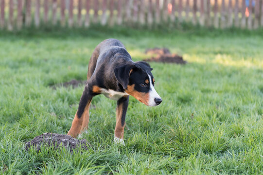 Junger Entlebucher Sennenhund auf einer Wiese