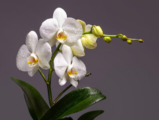 Obraz premium A branch of a white orchid with flowers and buds on a gray background. Isolate