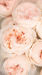 flowers for bridal wedding bouquet - David Austin Roses beige color buds