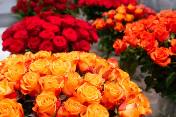 charming Dutch red and pink roses with long cane in flower shop. Huge gift bouquet on woman holiday - Mother's day, St. Valentine's Day and 8 March