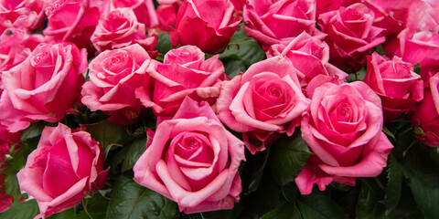 Huge pink roses bouquet on woman holiday - Mother's day, St. Valentine's Day and 8 March