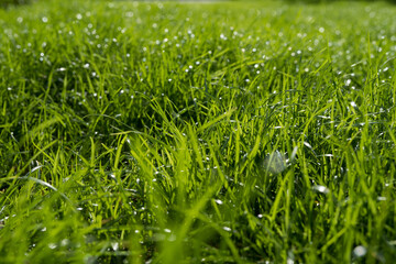 green grass during the day in sunlight