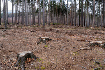 wycięty las z pniakami po drzewach
