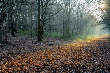 Misty trees in sunlight
