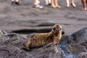 A sea lion cub on volcanic rocks on the island of Santiago (Isla Santiago) in the Galapagos, Ecuador.