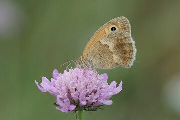 Obraz premium Closeup of the Small Heath, Coenonympha pamphilus butterfly, sitting with close wings on a purple scabious flower
