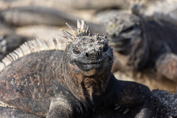 Fototapeta premium A marine iguana basks in the sun on the island of Fernandina (Isla Fernandina), in the Galapagos, Ecuador.