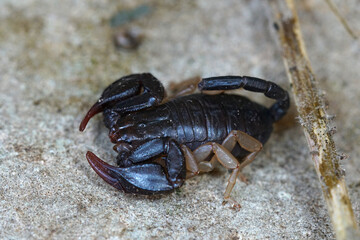 Closeup on the European yellow-tailed scorpion, Euscorpius flavicaudis sitting on a stone