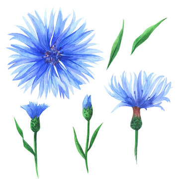 
Watercolor blue cornflowers isolated on white background.