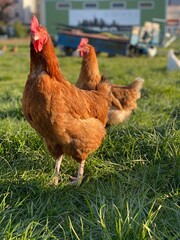 Großaufnahme eines braunen Huhn mit einem roten Kamm auf dem Kopf. Das Huhn schaut in die Kamera und sieht sehr lustig aus. 