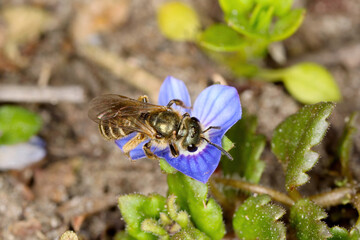 The wild bee Andrena, Osmia pollinating the flowers of wild plants in the countryside.