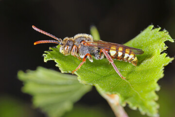 The wild wasp on leaf of plant in the countryside.