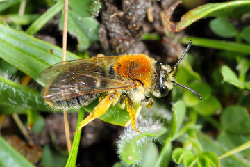 The wild bee Andrena, Osmia pollinating the flowers of wild plants in the countryside.