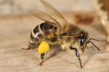 Honey bee with pollen on legs.