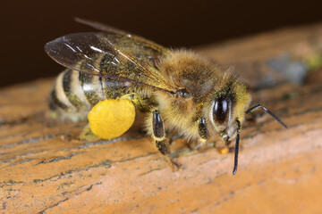 Honey bee with pollen on legs.