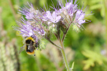 Bumblebee (Bombus sp.) pollinating flowers of lacy phacelia, blue tansy or purple tansy, Phacelia tanacetifolia.