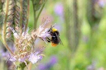 Bumblebee (Bombus sp.) pollinating flowers of lacy phacelia, blue tansy or purple tansy, Phacelia tanacetifolia.