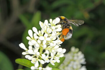 Bumblebee (Bombus sp.) pollinating of wild flowers.