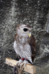 Owls are nocturnal animals which means they are active at night including hunting.
