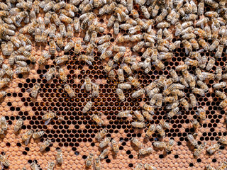 Brutwaben Makro mit Arbeiterinnen