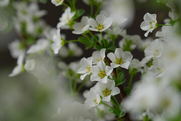 雪柳、ゆきやなぎ、クローズアップ