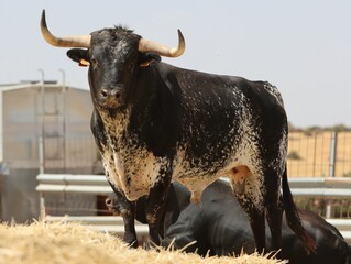 Bull in spain in the green field	