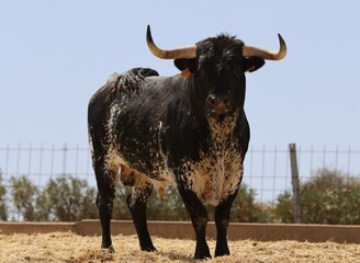 Bull in spain in the green field	