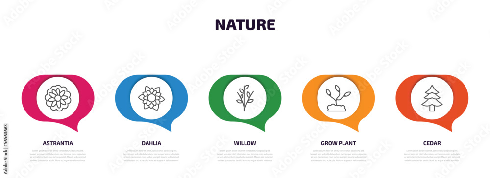 Poster nature infographic element with outline icons and 5 step or option. nature icons such as astrantia, 